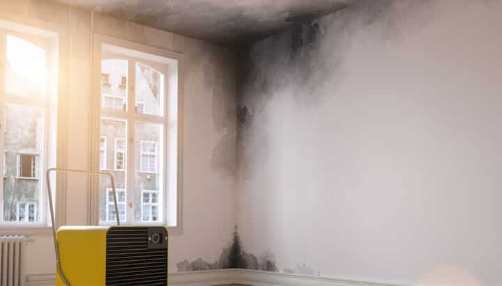 Mold Removal vs Remediation What is the Difference?
